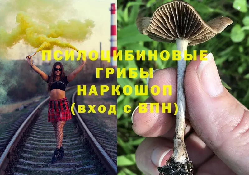 цена наркотик  Артёмовск  Псилоцибиновые грибы Psilocybe 